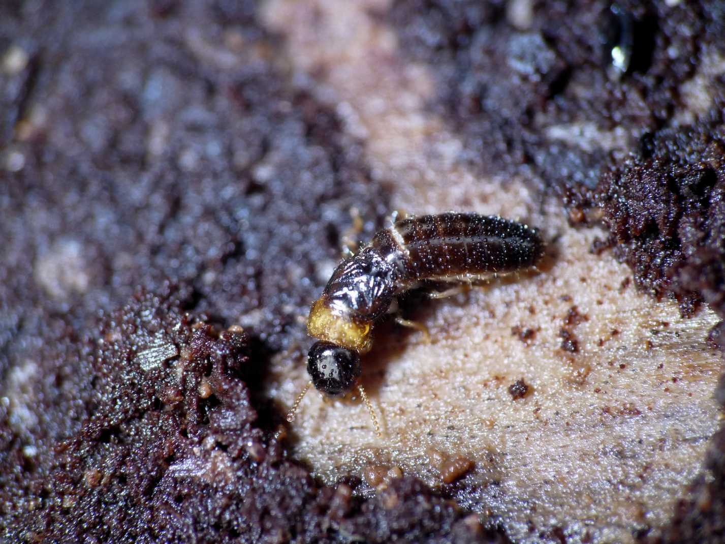 Kalotermes flavicollis